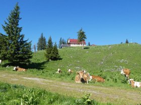 Sommerfrische auf der Alm, © Karl Schachinger