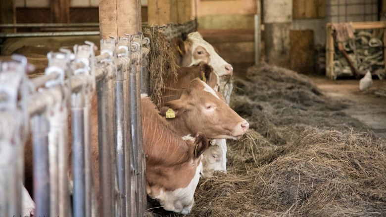 Kobichl children's farm, © Fred Lindmoser