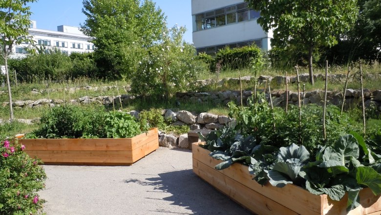 Hochbeete im Museumsgarten, © Johannes Kritzl